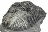 Bumpy Drotops Trilobites With Fantastic Preparation - Mrakib #174896-5